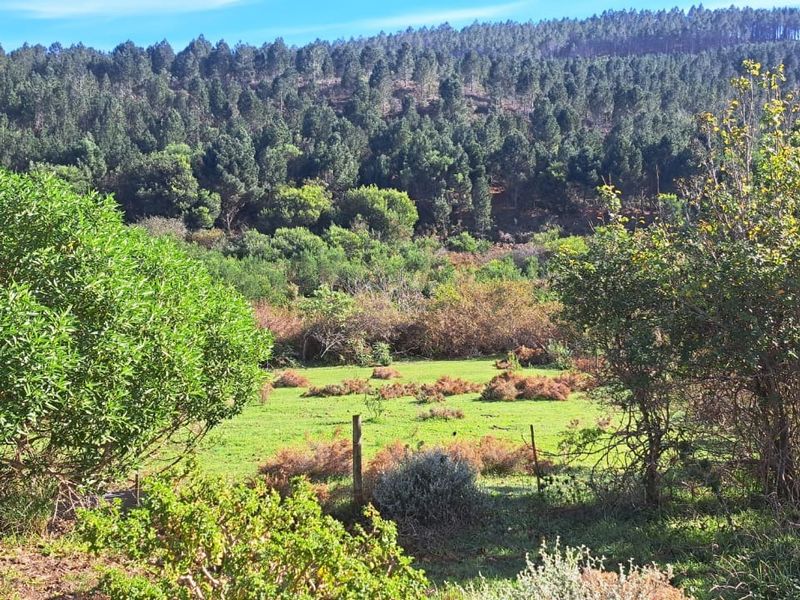 A scenic view of the farm landscape featuring open green pasture, native vegetation, and a dense forest backdrop.