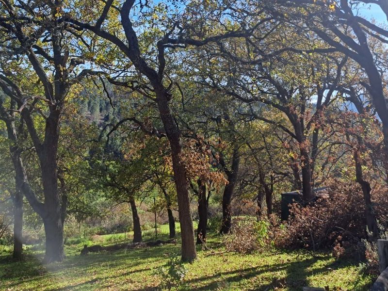 A scenic view of the property's natural woodland landscape, featuring mature trees and established vegetation on the farm grounds.