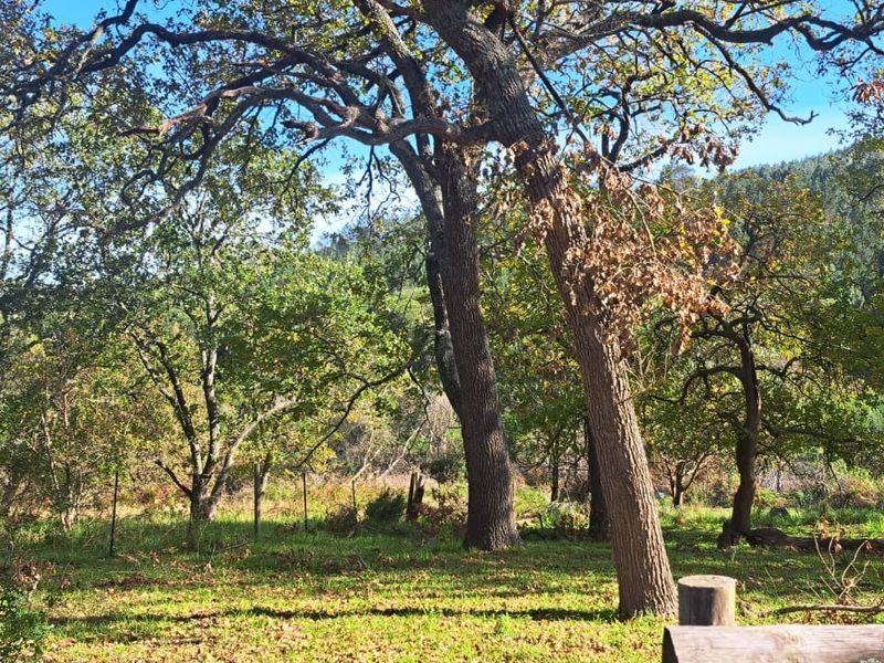 A scenic view of a natural garden area featuring mature trees and wire perimeter fencing on the farm property.