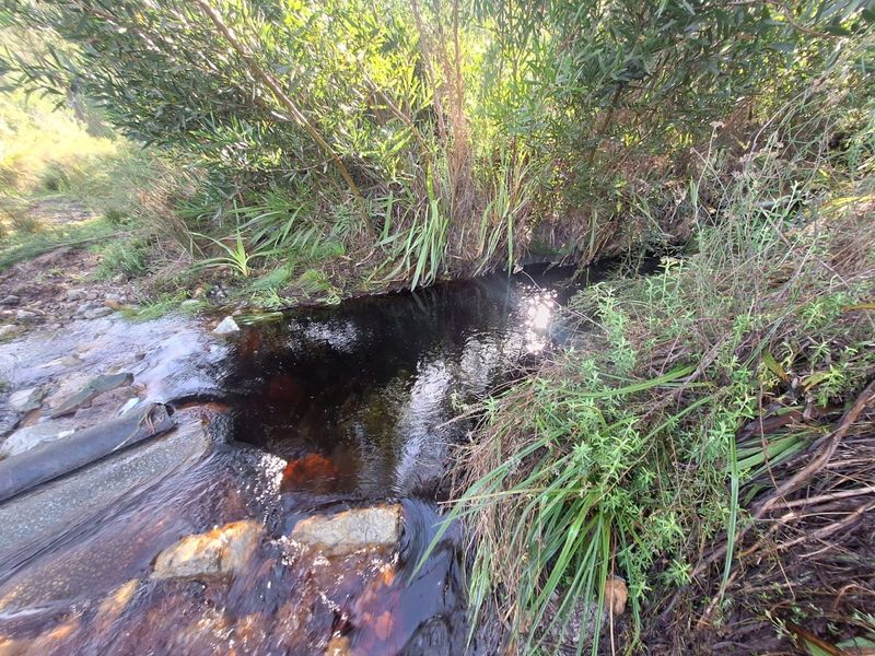 A natural stream flowing through the property, surrounded by native riparian vegetation and rocky terrain.