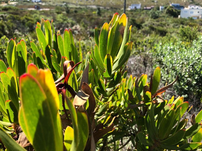 SPACIOUS VACANT ERF IN BETTYS BAY - Photo 4