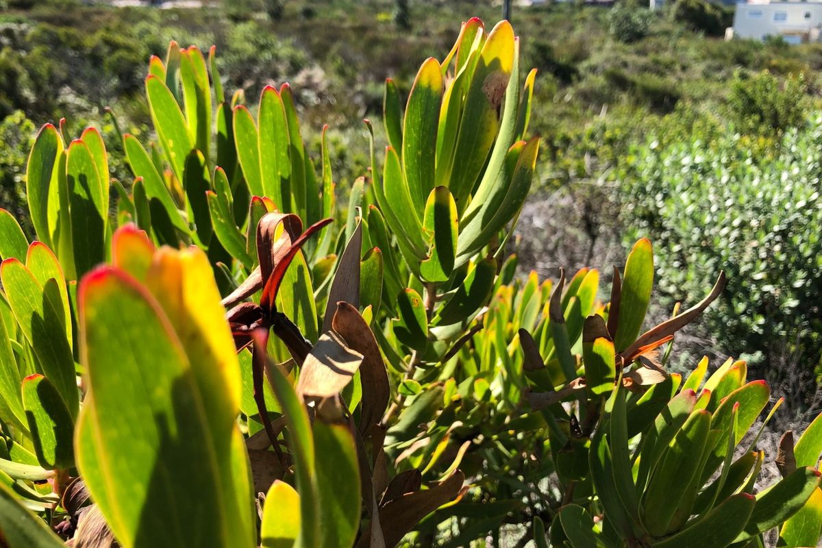 SPACIOUS VACANT ERF IN BETTYS BAY - Photo 4