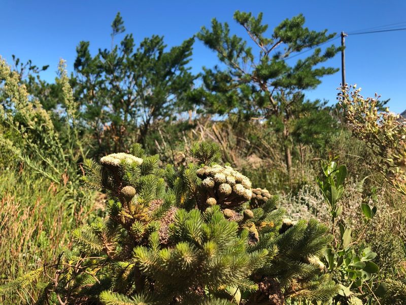 SPACIOUS VACANT ERF IN BETTYS BAY - Photo 8