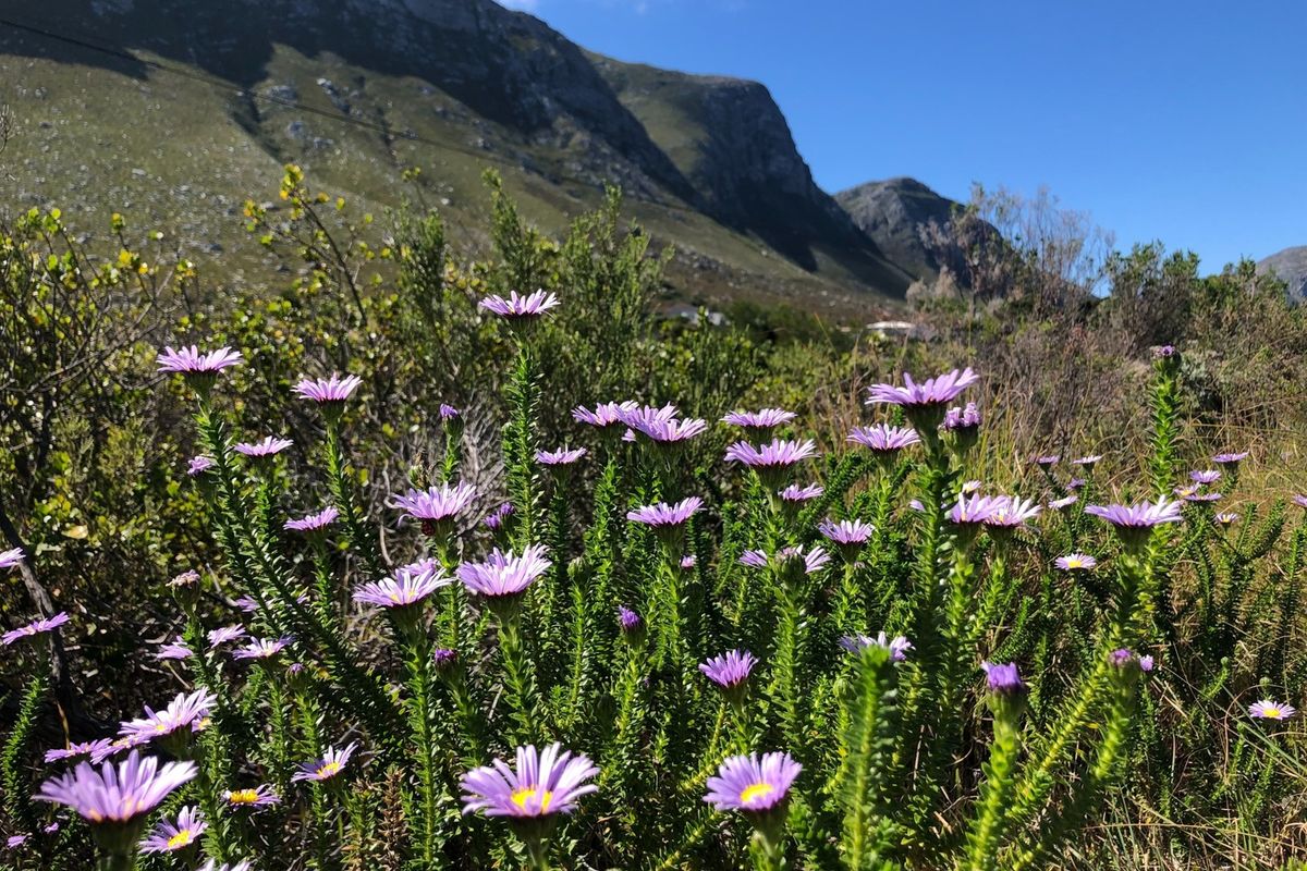 SPACIOUS VACANT ERF IN BETTYS BAY - Photo 2