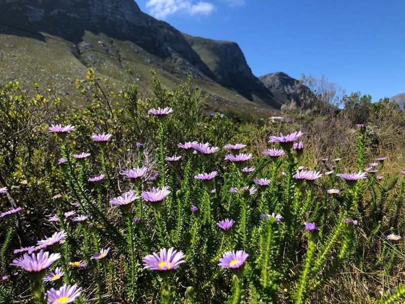 SPACIOUS VACANT ERF IN BETTYS BAY - Photo 2