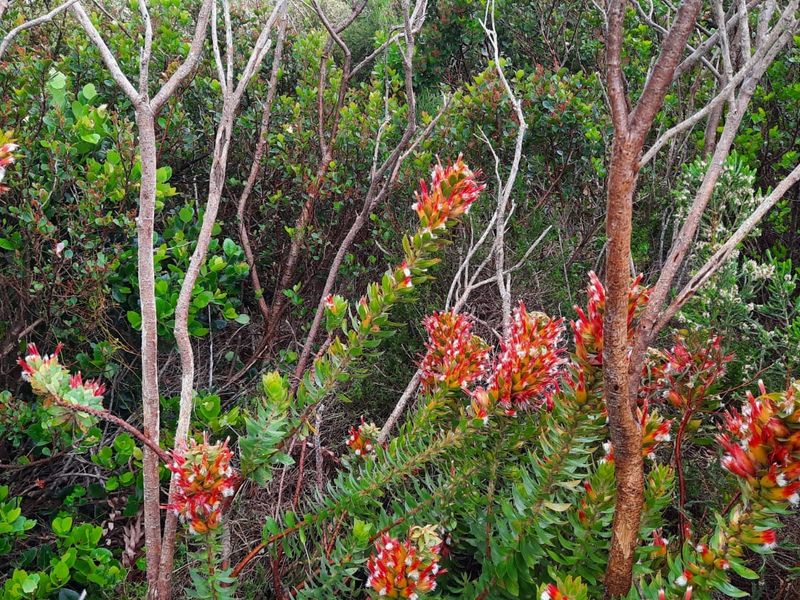 A close-up view of indigenous fynbos vegetation on the vacant residential property, showcasing natural flora and established shrubbery.