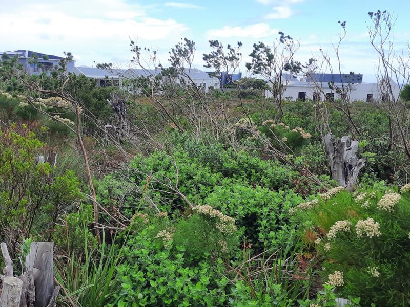 A view of a vacant residential plot covered in natural coastal vegetation and fynbos, with neighboring residential properties visible in the background.