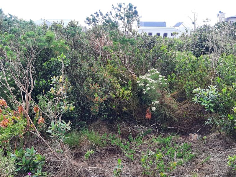 A view of the natural vegetation and fynbos on the vacant residential plot.