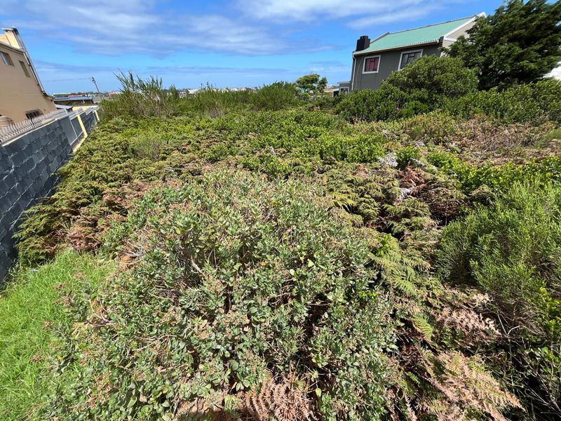 A view of a vacant residential plot covered in dense, established coastal vegetation and shrubs, bordered by a boundary wall.