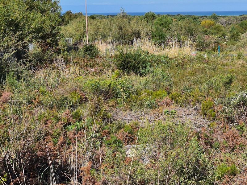 A view of the vacant residential land featuring native coastal vegetation with a distant ocean horizon.