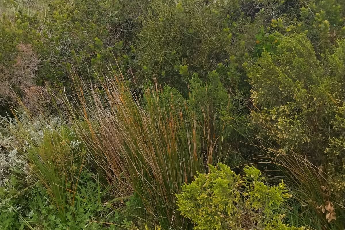 A view of dense, established native vegetation and shrubbery on the residential plot.
