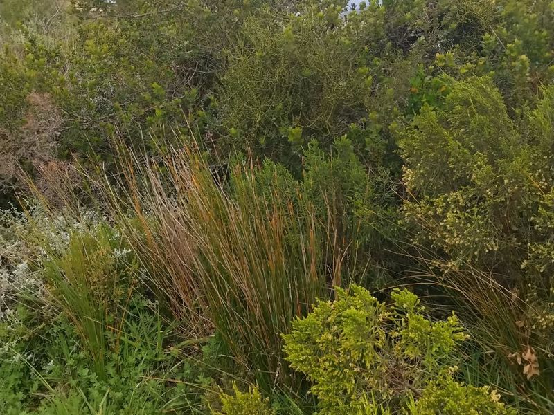 A view of dense, established native vegetation and shrubbery on the residential plot.