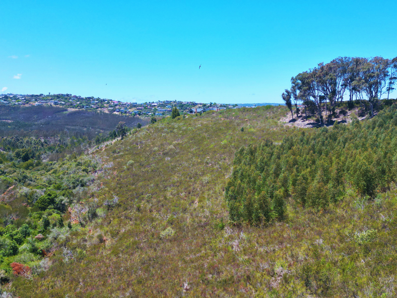 An aerial view of a large, sloped vacant residential plot featuring native vegetation and established eucalyptus trees with distant neighborhood views.