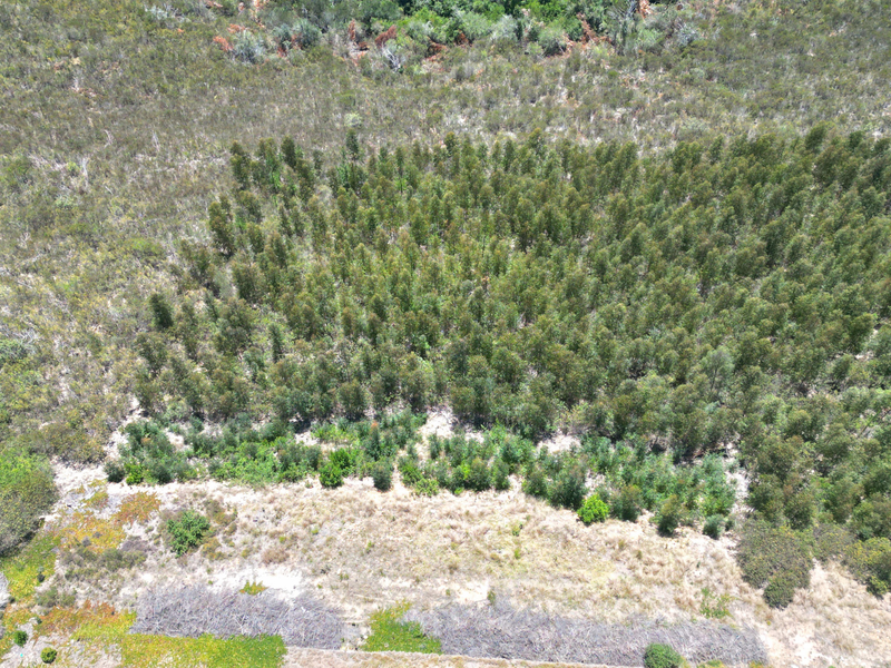 An aerial view of a vacant residential plot featuring a mix of natural vegetation and a dense cluster of trees.