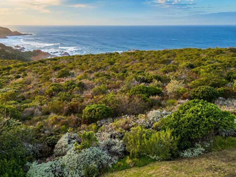 A scenic elevated view overlooking a lush coastal landscape with native vegetation and expansive ocean vistas.