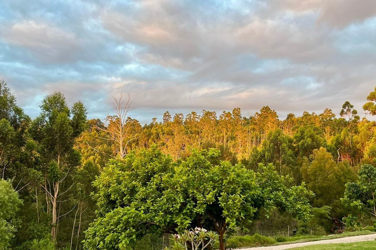 A scenic view of a lush, mature forest landscape under a soft, golden-hour sky, showcasing the natural beauty of the vacant land.