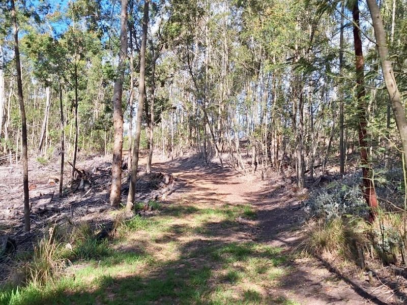A view of a wooded residential plot featuring mature trees and a natural cleared path through the landscape.