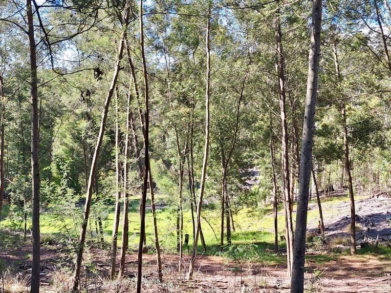 A natural, wooded residential land parcel featuring mature trees and established vegetation, offering a serene and private outdoor setting.