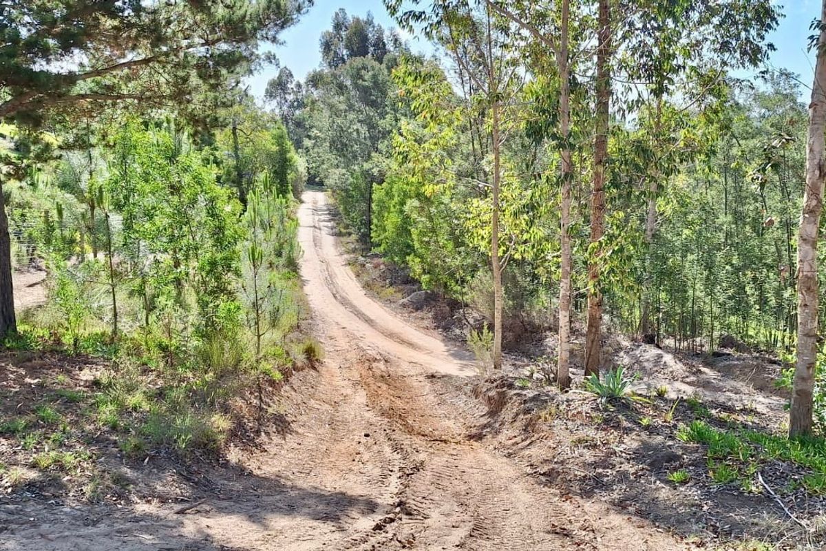 A view of an unpaved access road leading through a wooded residential plot, featuring mature trees and natural vegetation.