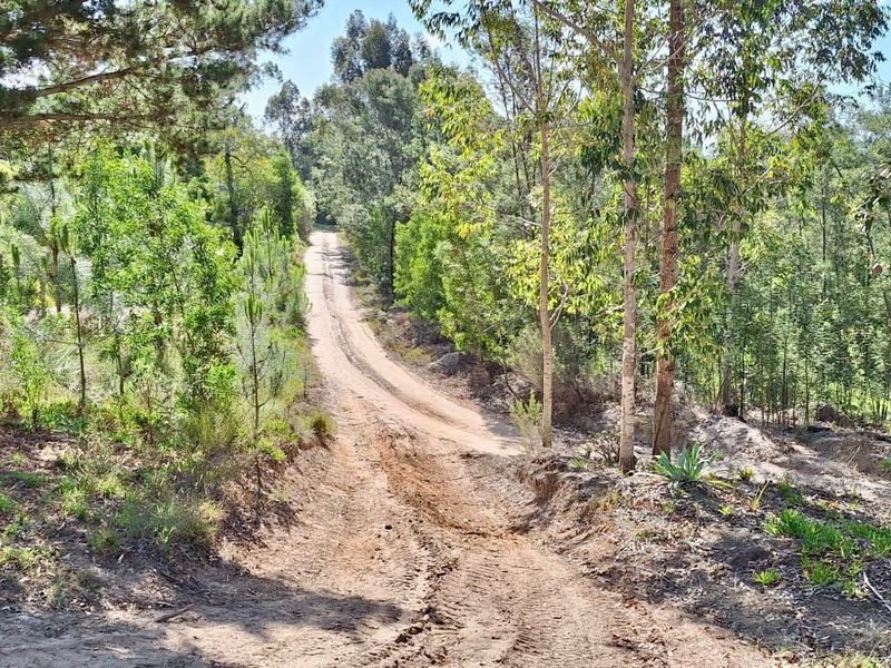 A view of an unpaved access road leading through a wooded residential plot, featuring mature trees and natural vegetation.