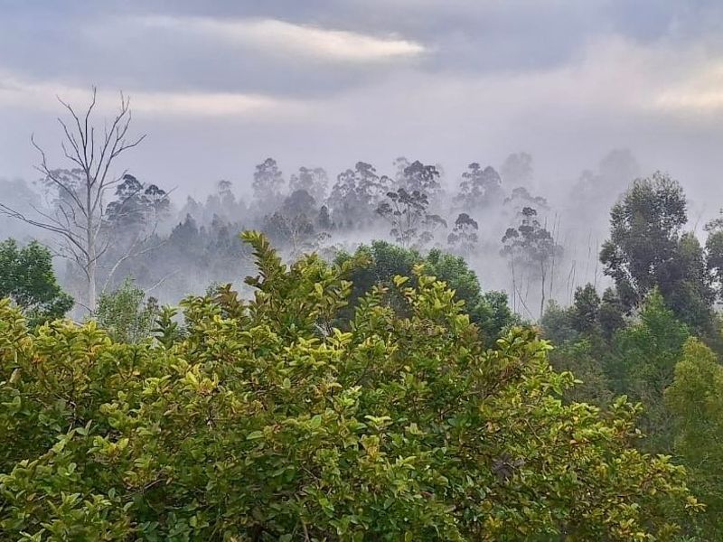A scenic view of a lush, misty forest landscape, showcasing the natural beauty and tranquil environment of the vacant land.