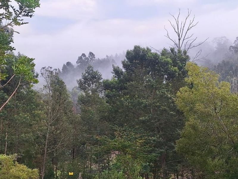 A scenic view of a lush, forested landscape with misty conditions, showcasing the natural beauty and tranquil environment of the property.