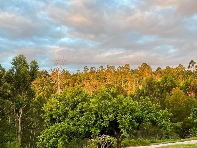 A scenic view of a lush, mature forest landscape under a soft, golden-hour sky, showcasing the natural beauty of the vacant land.
