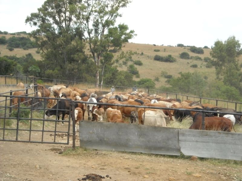 Prime 1428 Ha Game/Grazing farm for sale. - Photo 6