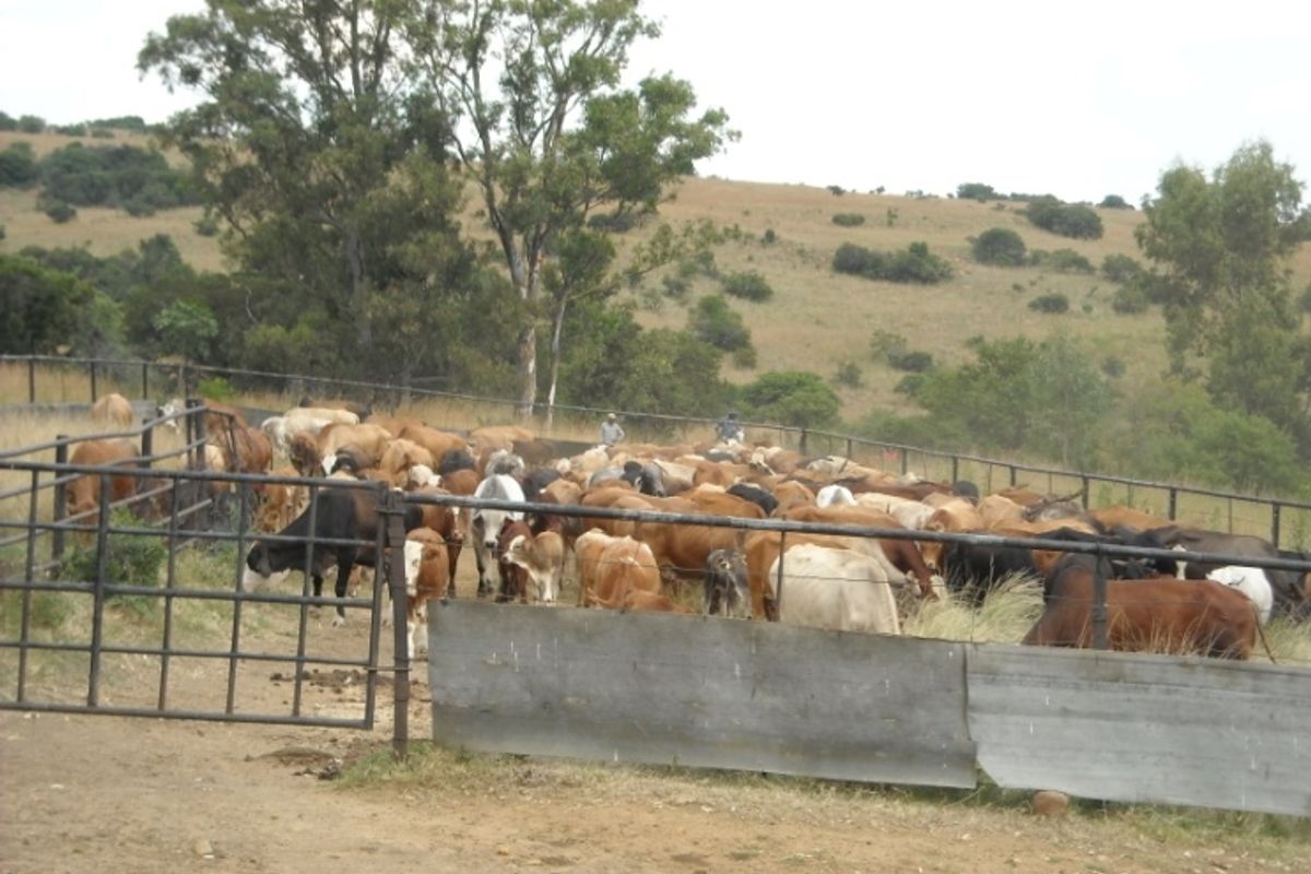 A functional farm livestock enclosure featuring metal fencing and gates, set against a rural landscape.