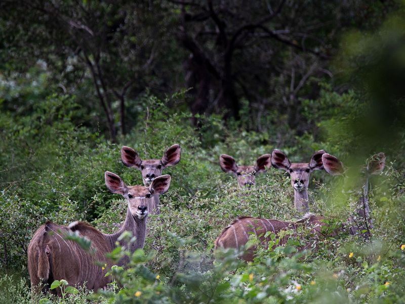 Build Your Dream Escape in Shawu’s Hills Estate – Prime Vacant Land for Sale in the Heart of Nature - Photo 2