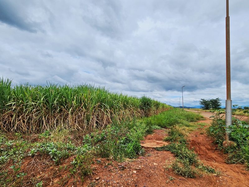 A view of an unpaved road and adjacent agricultural land with a street lighting pole visible.