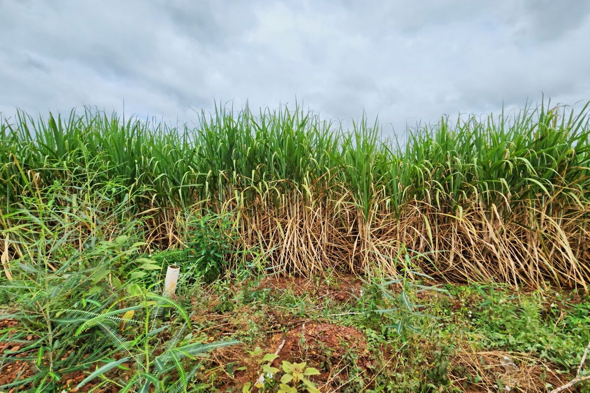 A view of a sugarcane field on the residential vacant land plot.