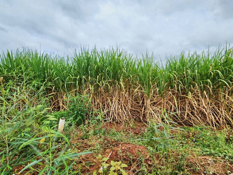 A view of a sugarcane field on the residential vacant land plot.