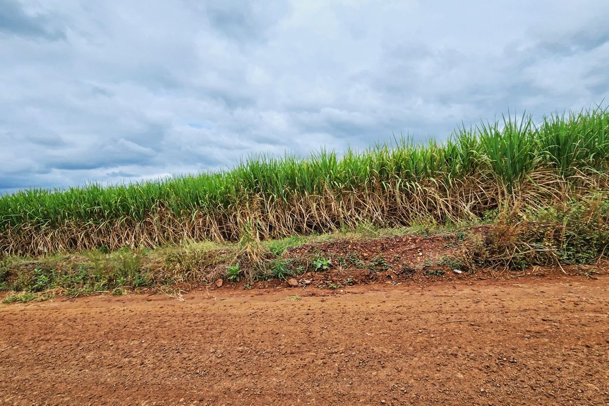 A view of a vacant residential land plot featuring an unpaved access road and established crop cultivation under a cloudy sky.
