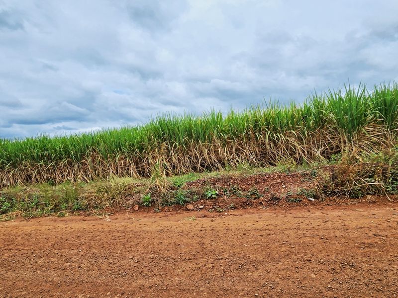 A view of a vacant residential land plot featuring an unpaved access road and established crop cultivation under a cloudy sky.