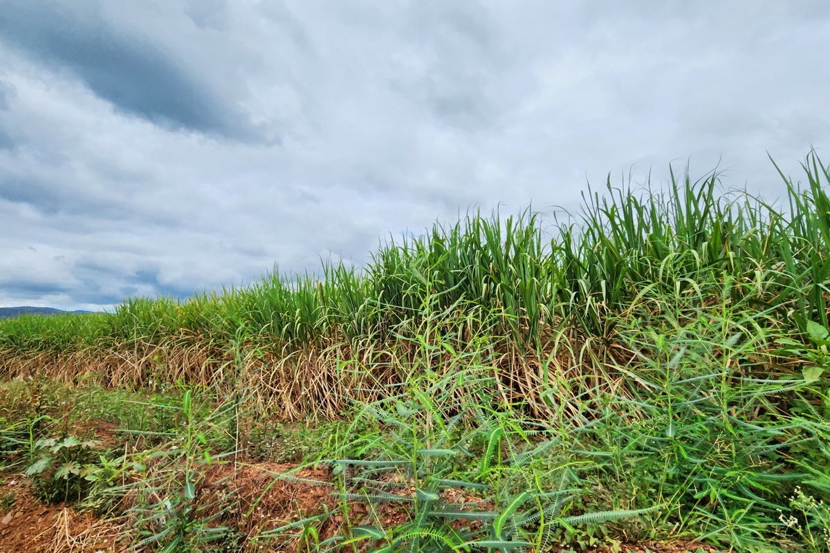 A view of a cultivated field with tall green crops under a cloudy sky, representing the vacant land's current agricultural state.