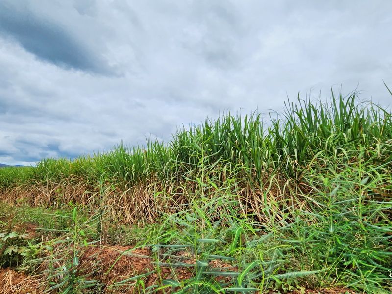 A view of a cultivated field with tall green crops under a cloudy sky, representing the vacant land's current agricultural state.