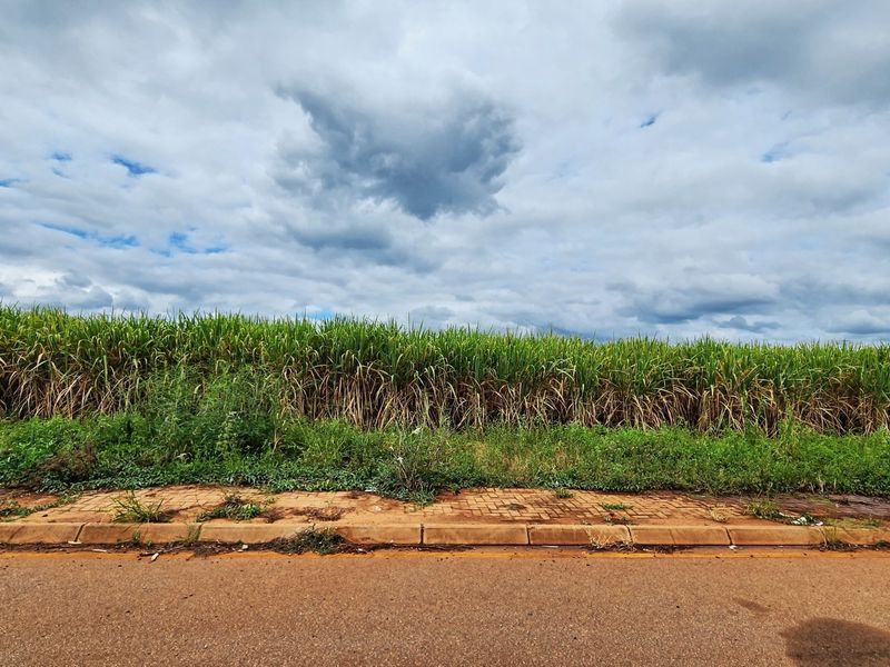 A street-level view of a vacant commercial land plot featuring a paved sidewalk and curb bordering a field of tall vegetation.