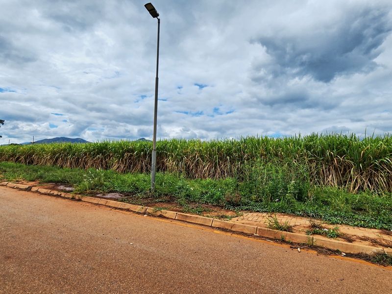 A view of the street frontage showing the asphalt road, paved curb, and street lighting adjacent to the undeveloped land.
