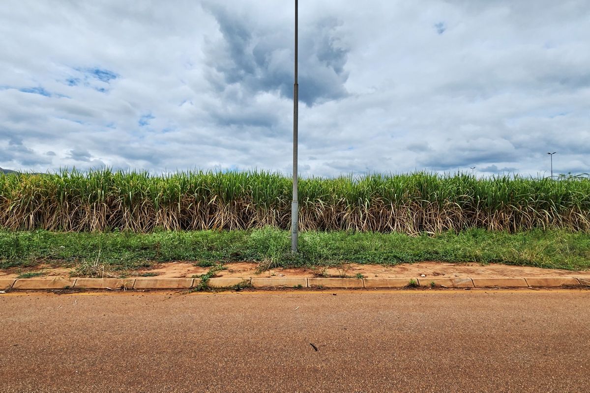 A street-level view of a vacant commercial land plot featuring an asphalt road, concrete curbing, and a street light pole against a sugarcane field.