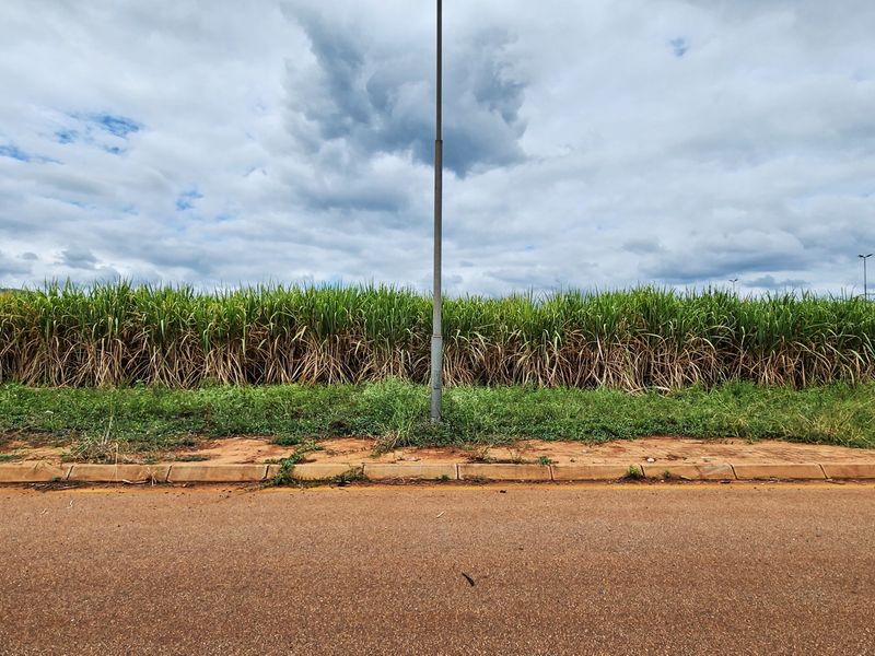 A street-level view of a vacant commercial land plot featuring an asphalt road, concrete curbing, and a street light pole against a sugarcane field.