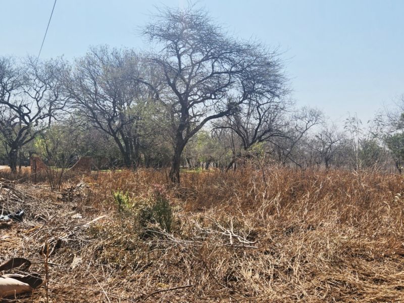 A view of a vacant residential plot featuring mature trees and dry, overgrown vegetation, suitable for future development.