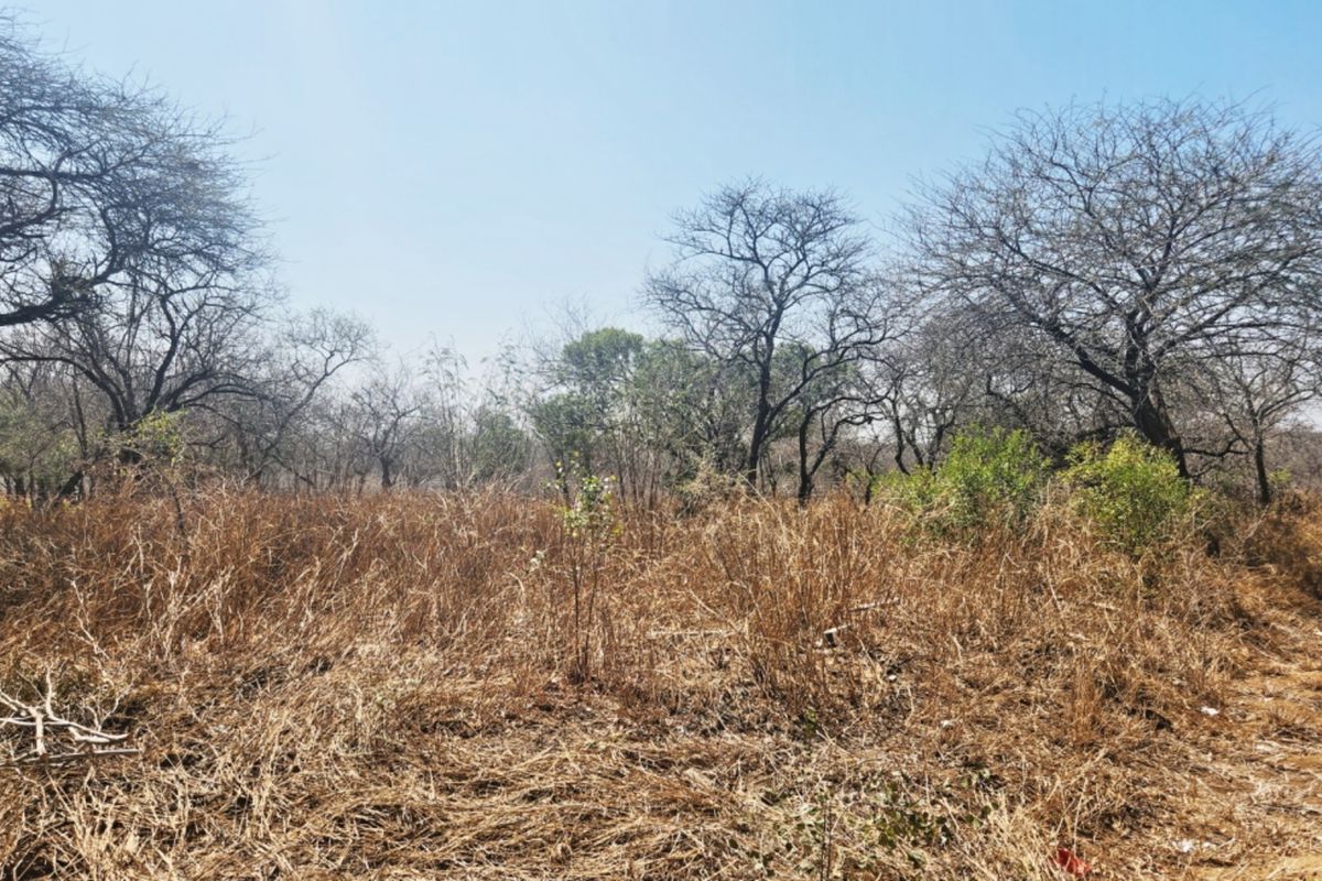 A view of a vacant residential plot featuring natural vegetation and mature trees, offering a blank canvas for future development.