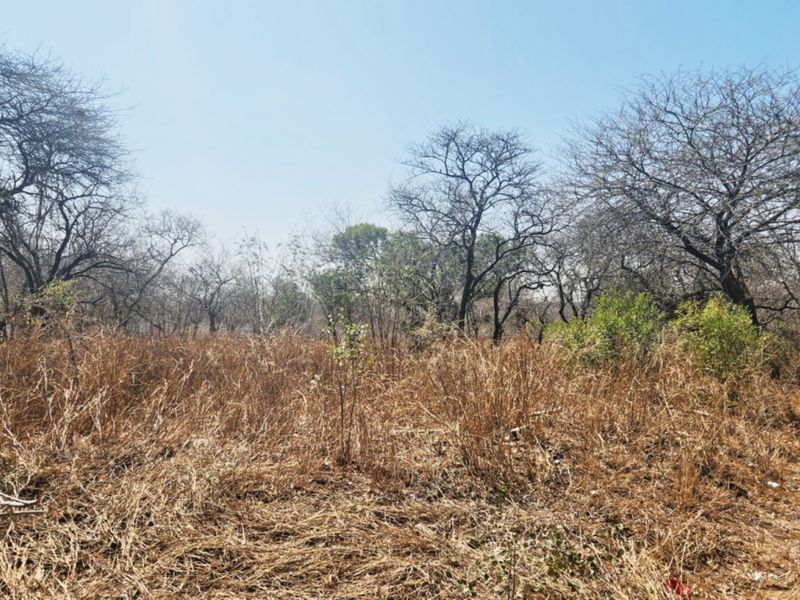 A view of a vacant residential plot featuring natural vegetation and mature trees, offering a blank canvas for future development.
