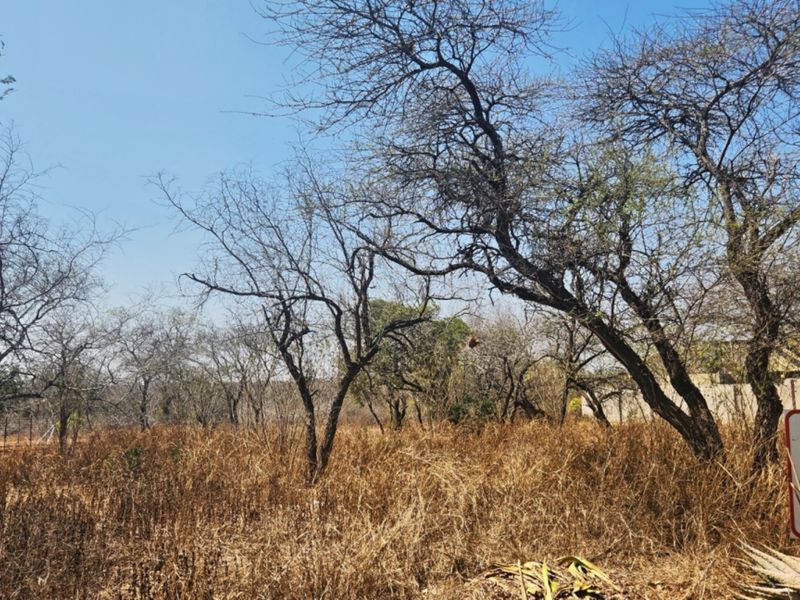 A view of a vacant residential plot featuring mature trees and dry natural vegetation.