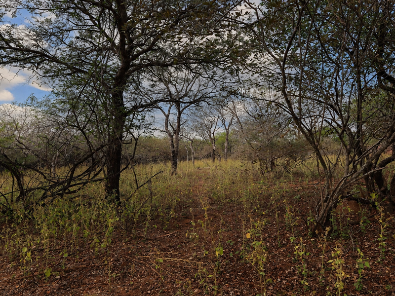 A view of a vacant residential plot featuring natural vegetation and mature trees, offering a blank canvas for future development.