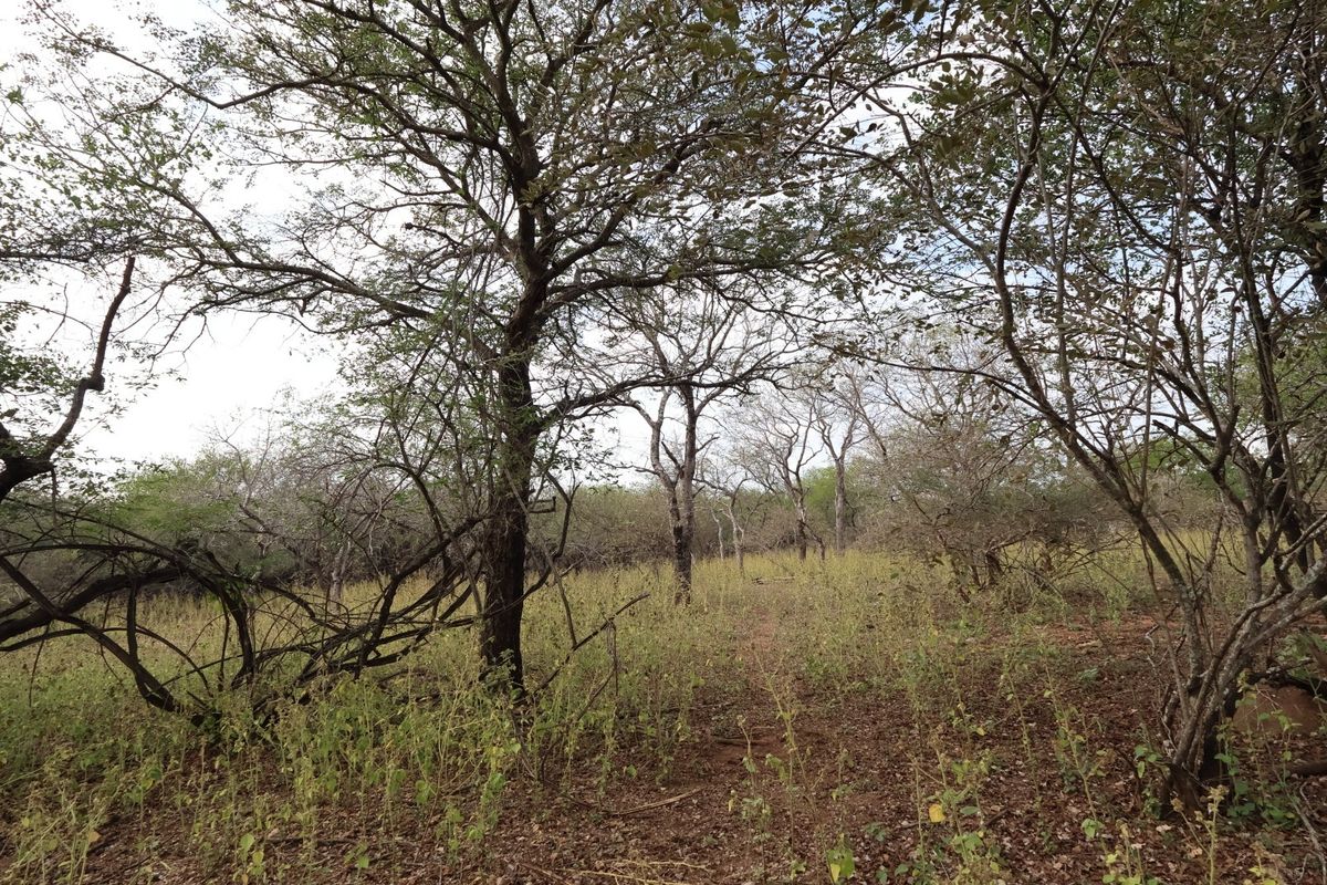 A view of the natural, undeveloped residential land featuring established native trees and wild vegetation.