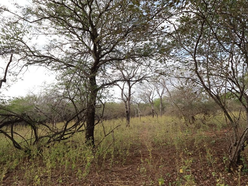 A view of the natural, undeveloped residential land featuring established native trees and wild vegetation.
