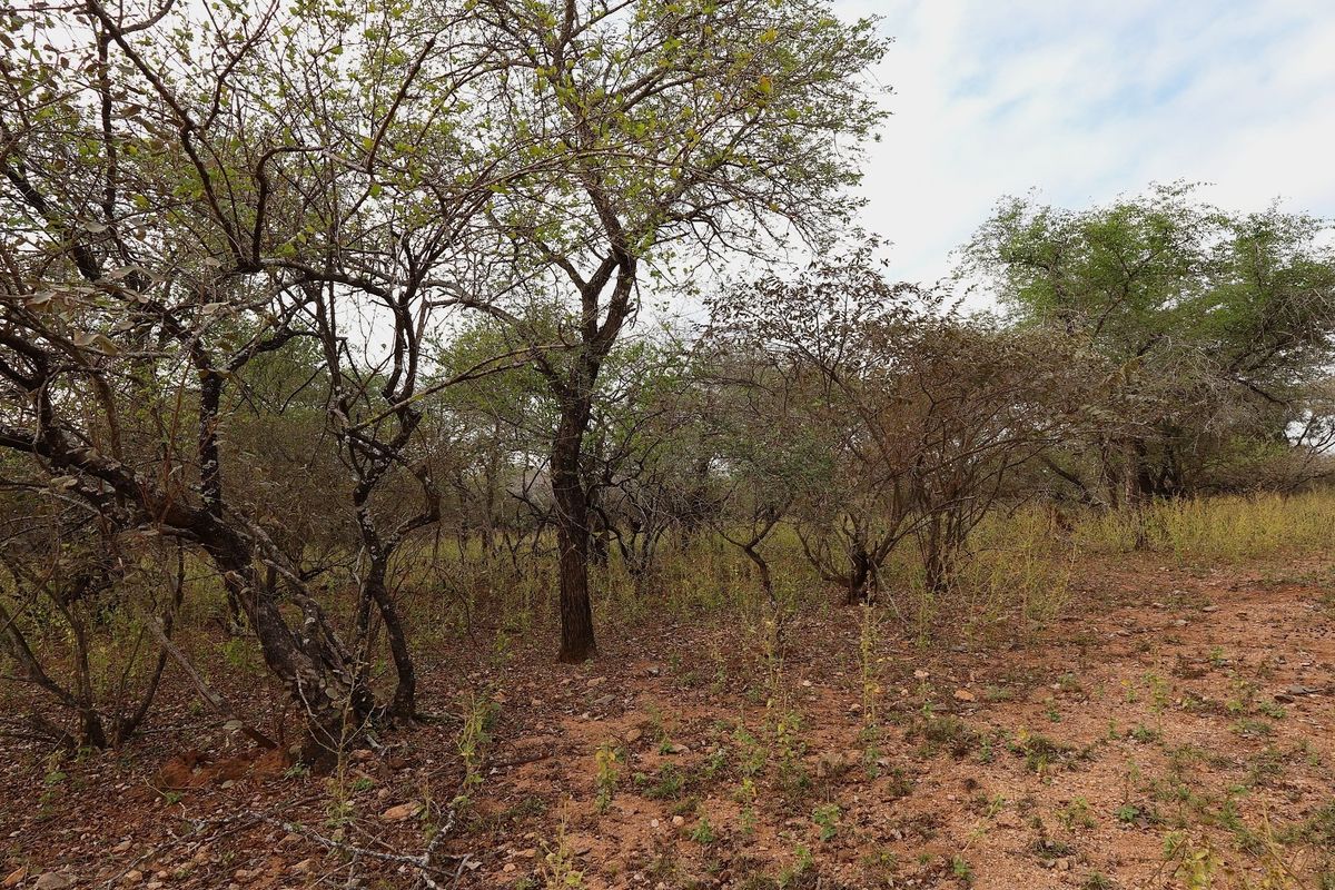 A view of the vacant residential land featuring natural trees and native vegetation across the plot.