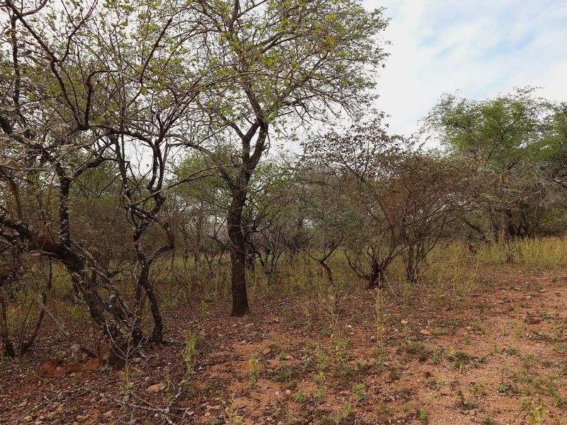 A view of the vacant residential land featuring natural trees and native vegetation across the plot.